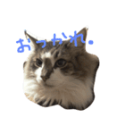 my hairy cat（個別スタンプ：2）