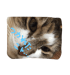 my hairy cat（個別スタンプ：3）