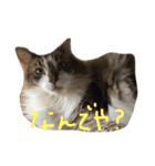 my hairy cat（個別スタンプ：4）