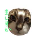 my hairy cat（個別スタンプ：5）