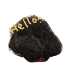 my hairy cat（個別スタンプ：6）