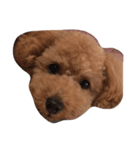 coco_sta（個別スタンプ：1）