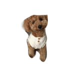 coco_sta（個別スタンプ：5）