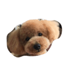 coco_sta（個別スタンプ：6）