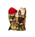 ミニチュアシュナウザー 立ち耳（個別スタンプ：4）