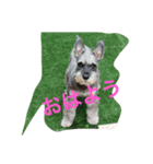 ミニチュアシュナウザー 立ち耳（個別スタンプ：6）
