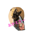 ミニチュアシュナウザー 立ち耳（個別スタンプ：7）