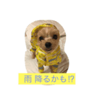 ヨークシャテリアのルナ（個別スタンプ：2）