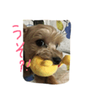 ヨークシャテリアのルナ（個別スタンプ：3）