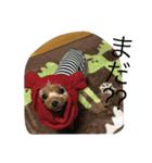 ヨークシャテリアのルナ（個別スタンプ：4）