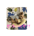 ヨークシャテリアのルナ（個別スタンプ：7）