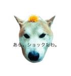 柴犬兄弟 マメタロウとポテチ2（個別スタンプ：2）