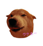 柴犬兄弟 マメタロウとポテチ2（個別スタンプ：3）