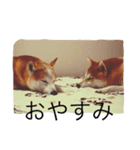 柴犬兄弟 マメタロウとポテチ2（個別スタンプ：4）