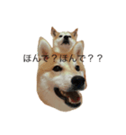 柴犬兄弟 マメタロウとポテチ2（個別スタンプ：5）