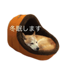 柴犬兄弟 マメタロウとポテチ2（個別スタンプ：6）