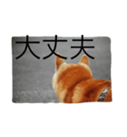 柴犬兄弟 マメタロウとポテチ2（個別スタンプ：8）