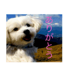 幸せのまるちーず（個別スタンプ：3）