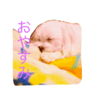幸せのまるちーず（個別スタンプ：5）