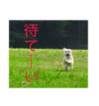 幸せのまるちーず（個別スタンプ：7）