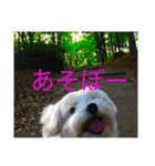 幸せのまるちーず（個別スタンプ：8）