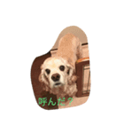 アメコカスタンプ（個別スタンプ：1）