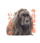 コッコとにゃーす。飛び入り参加でめいぢ（個別スタンプ：6）