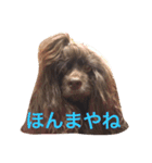コッコとにゃーす。飛び入り参加でめいぢ（個別スタンプ：9）