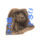 コッコとにゃーす。飛び入り参加でめいぢ（個別スタンプ：10）