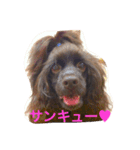 コッコとにゃーす。飛び入り参加でめいぢ（個別スタンプ：11）