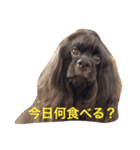コッコとにゃーす。飛び入り参加でめいぢ（個別スタンプ：12）