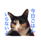 コッコとにゃーす。飛び入り参加でめいぢ（個別スタンプ：15）
