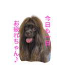 コッコとにゃーす。飛び入り参加でめいぢ（個別スタンプ：16）