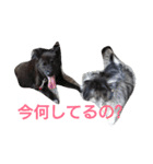 mixdog CUSHKA3（個別スタンプ：2）