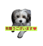 mixdog CUSHKA3（個別スタンプ：14）