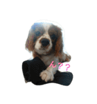 キャバリアちよまる4（個別スタンプ：1）
