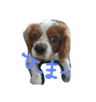 キャバリアちよまる4（個別スタンプ：3）