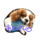 キャバリアちよまる4（個別スタンプ：4）