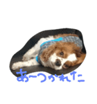 キャバリアちよまる4（個別スタンプ：8）