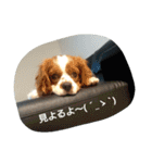 キャバリアちよまる4（個別スタンプ：12）