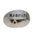 キャバリアちよまる4（個別スタンプ：16）