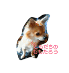 キャバリアちよまる4（個別スタンプ：31）
