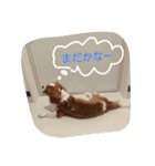キャバリアちよまる4（個別スタンプ：40）