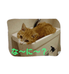 tetu and komugi   lovely cats（個別スタンプ：2）