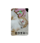 tetu and komugi   lovely cats（個別スタンプ：4）