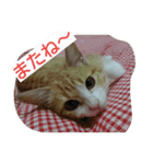 tetu and komugi   lovely cats（個別スタンプ：5）