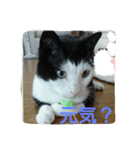tetu and komugi   lovely cats（個別スタンプ：6）