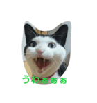 tetu and komugi   lovely cats（個別スタンプ：9）