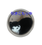tetu and komugi   lovely cats（個別スタンプ：10）