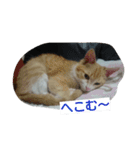 tetu and komugi   lovely cats（個別スタンプ：13）